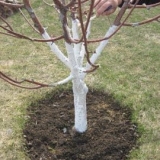 Kako izbjeliti stabla jabuka